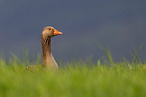 Greylag goose (Anser anser) in farm field, Glenfeshie, Cairngorms NP, Scotland, UK, May
