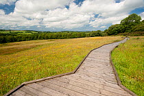 Wildlife rich hay meadow with board walk to protect the habitat, summer, Denmark Farm Conservation Centre, Lampeter, Wales, UK. June 2011.