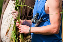 Participant on 'Identifying grasses, sedges and rushes' course at Denmark Farm Conservation Centre, Lampeter, Wales, UK. June 2011. (Model released)