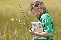 Participant on 'Identifying grasses, sedges and rushes' course at Denmark Farm Conservation Centre, Lampeter, Wales, UK. June 2011. Model released