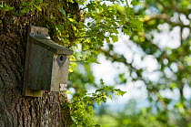 Bird box fixed to tree to encourage wildlife at Denmark Farm Conservation Centre, Lampeter, Wales, UK. June 2011.