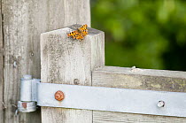 Comma butterfly {Polygonia c-album} resting on field gate, Denmark Farm, Lampeter, Wales, UK. June