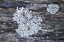 Lichen {Parmelia sulcata} growing on bench wood, Denmark Farm Conservation Centre, Lampeter, Wales, UK, June 2011.