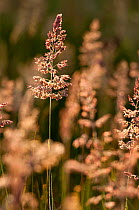 Backlit flowering grasses growing in hay meadow at Denmark Farm Conservation Centre, Lampeter, Wales, Uk. June