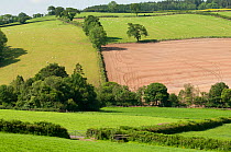 Neighbouring farmland to Denmark Farm Conservation Centre which is grazed and farmed intensively and where wildlife cannot thrive as it can at Denmark Farm. Lampeter, Wales, UK. June 2011. Did you kno...