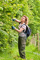 Volunteer, Aline Denton, cutting back brambles and blackthorn as part of the farm's conservation management, Denmark Farm, Lampeter, Wales, UK. June 2011. Model released