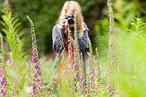 Visitor, Jazz Dyson, photographing Foxgloves {Digitalis purpurea} growing at Denmark Farm Conservation Centre, Lampeter, Wales, UK. June 2011. Model released