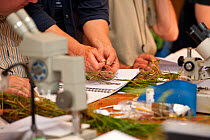 Participants on 'Identifying grasses, sedges and rushes' course, examining specimens at Denmark Farm Conservation Centre, Lampeter, Wales, UK. June 2011. Model released
