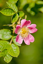 Dog rose {Rosa canina} flowering in healthy hedgerow, Denmark Farm, Lampeter, Wales, UK. June