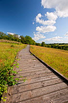 Wildlife rich hay meadow, with board walk to protect habitat, summer, Denmark Farm Conservation Centre, Lampeter, Wales, UK. June 2011.