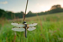 Four-spotted chaser {Libellula quadrimaculata} dragonfly, dew covered, early morning light, Denmark Farm, Lampeter, Wales, UK. June
