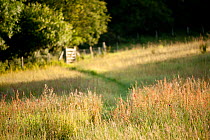 Wildlife rich hay meadow at dawn in summer, Denmark Farm Conservation Centre, Lampeter, Wales, UK. June 2011.