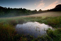 Small pond at dawn, created to encourage wildlife, at Denmark Farm Conservation Centre, Lampeter, Wales, UK. June 2011.