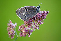 Ringlet butterfly {Aphantopus hyperantus} resting on flowering grass, dew covered, Denmark Farm, Lampeter, Wales, UK. June