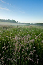 Wildlife rich meadow, grasses and early morning mist, summer, Denmark Farm Conservation Centre, Lampeter, Wales, UK. June 2011.