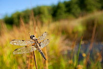 Four-spotted chaser {Libellula quadrimaculata} dragonfly, dew covered, early morning light, Denmark Farm, Lampeter, Wales, UK. June