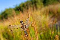 Four-spotted chaser {Libellula quadrimaculata} dragonfly, dew covered, early morning light, Denmark Farm, Lampeter, Wales, UK. June 2011.