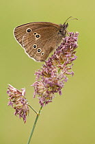 Ringlet butterfly {Aphantopus hyperantus} resting on grass head, Denmark Farm, Lampeter, Wales, UK. June