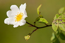 Field rose {Rosa arvensis} flowering in healthy hedgerow, Denmark Farm, Lampeter, Wales, UK. June