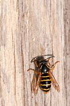 Wasp {Vespula vulgaris} collecting nest material from wooden fence post, Denmark Farm Conservation Centre, Lampeter, Wales, UK. June