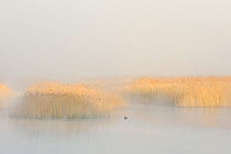 Reedbeds at sunrise with Coot on water, Lakenheath Fen RSPB Reserve, Suffolk, UK, May