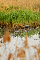 Grey heron (Ardea cinerea) amongst reeds, Lakenheath Fen RSPB Reserve, Suffolk, UK, May