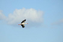 White stork (Ciconia ciconia) in flight, a rare visitor to Lakenheath Fen RSPB Reserve, Suffolk, UK, May 2011