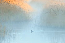 Reedbeds at dawn with Coot (Fulica atra) in mist, Lakenheath Fen RSPB Reserve, Suffolk, UK, May. Did you know? Reedbeds can be used for filtering pollution and sewage from water.