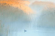 Reedbeds at dawn with Coot (Fulica atra) in mist, Lakenheath Fen RSPB Reserve, Suffolk, UK, May. 2020VISION Book Plate.