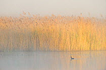Reedbeds at dawn with Great crested grebe (Podiceps cristatus) on water in mist, Lakenheath Fen RSPB Reserve, Suffolk, UK, May