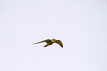 Hobby (Falco subbuteo) in flight, Lakenheath RSPB Reserve, Suffolk, UK. May
