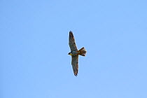 Hobby (Falco subbuteo) in flight, Lakenheath RSPB Reserve, Suffolk, UK, May