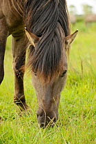Konik horse (Equus caballus) grazing, Wicken Fen, Cambridgeshire, UK, June