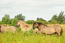 Konik horse (Equus caballus) grazing on tough grasses on Wicken Fen, Cambridgeshire, UK, June 2011
