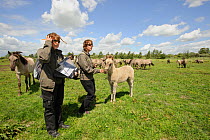 Konik horse (Equus caballus) Wicken Fen, Cambridgeshire, UK, June 2011. Grazing Warden Carol Laidlaw and Volunteer Maddy Downes conduct a daily behavioural study of the Konik herd. Model Released.