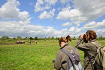 Konik horse (Equus caballus) Wicken Fen, Cambridgeshire, UK, June 2011. Grazing Warden Carol Laidlaw and Volunteer Maddy Downes conduct a daily behavioural study of the konik herd. Model Released.