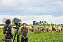 Konik horse (Equus caballus) Wicken Fen, Cambridgeshire, UK, June 2011. Volunteer Maddy Downes who looks after Wicken Fen's Konik horses and Highland cattle being interviewed for 2020VISION by cameram...