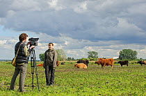 Highland cattle (Bos taurus) Wicken Fen, Cambridgeshire, UK, June 2011. Volunteer Maddy Downes who looks after Wicken Fen's Konik horses and Highland cattle being interviewed for 2020VISION by camerma...
