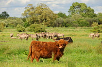 Highland cattle (Bos taurus) and Konik horses (Equus caballus) grazing on Wicken Fen, Cambridgeshire, UK, June 2011