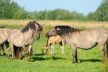 Konik horse (Equus caballus) two stallions interacting, Wicken Fen, Cambridgeshire, UK, June