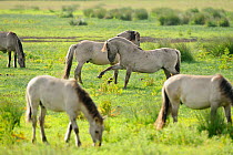 Konik horse (Equus caballus) herd grazing with two stallions interacting, Wicken Fen, Cambridgeshire, UK, June 2011