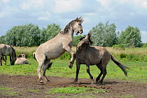 Konik horse (Equus caballus) two stallions fighting, Wicken Fen, Cambridgeshire, UK, June