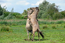 Konik horse (Equus caballus) two stallions fighting, Wicken Fen, Cambridgeshire, UK, June
