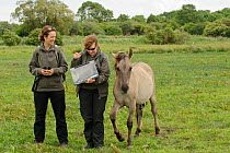 Konik horse (Equus caballus) young colt, Wicken Fen, Cambridgeshire, UK, June 2011. Grazing Warden Carol Laidlaw and Volunteer Maddy Downes conduct a daily behavioural study of the konik herd. Model R...