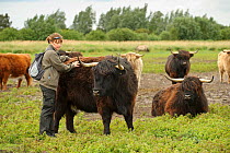 Highland cattle (Bos taurus) Wicken Fen, Cambridgeshire, UK, June 2011. Volunteer Maddy Downes carrying daily checking of Highland cattle.