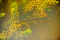 Juvenile Pike (Esox lucius) near water's surface, Wicken Lode (waterway), Wicken Fen, Cambridgeshire, UK, June