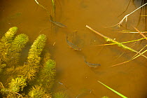 Common Roach (Rutilus rutilus) near water's surface, Wicken Lode, Wicken Fen, Cambridgeshire, UK, June