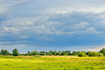 Sedge Fen landscape, Wicken Fen, Cambridgeshire, UK, June 2011