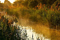 Wicken Lode (waterway), Wicken Fen, Cambridgeshire, UK, June 2011