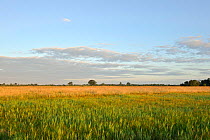 Wicken Fen landscape, Cambridgeshire, UK, June 2011